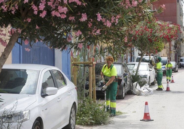 El Ayuntamiento De Valencia Ordena La Limpieza Urgente De Los Alcorques